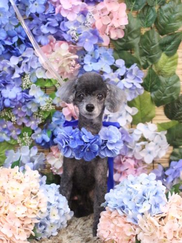 20250615もっぷくん